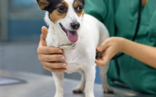 24 Hour Singapore Vet